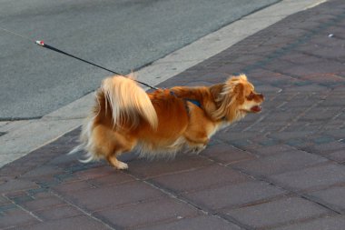 Kaldırım sokak şehir iki tarafında bulunan bir yaya geçit olduğunu. 