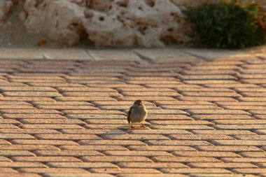 Kaldırım sokak şehir iki tarafında bulunan bir yaya geçit olduğunu. 