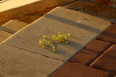 Kaldırım sokak şehir iki tarafında bulunan bir yaya geçit olduğunu. 