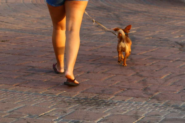 Marciapiede Passaggio Pedonale Situato Lati Della Strada Della Città — Foto Stock