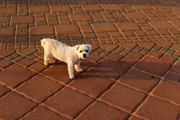 Pavimento Uma Passarela Pedonal Localizada Nos Lados Rua Cidade — Fotografia de Stock