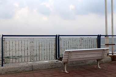 İsrail devletinin kuzeyinde Akdeniz kıyısında şehir parkında tezgah 