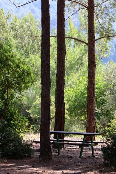 Bench City Park Mediterranean Coast North State Israel — Stock Photo, Image