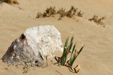 taşlar İsrail'in kuzeyinde Akdeniz kıyılarında yalan 
