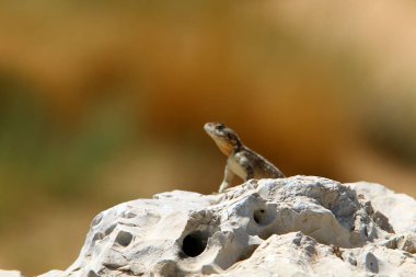 taşlar İsrail'in kuzeyinde Akdeniz kıyılarında yalan 