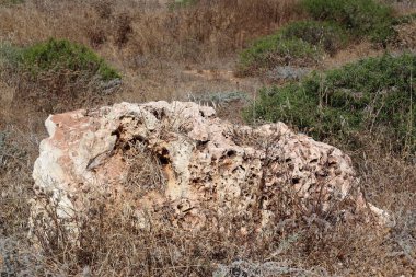 taşlar İsrail'in kuzeyinde Akdeniz kıyılarında yalan 