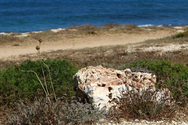 Stenarna Ligger Vid Medelhavets Strand Norra Israel — Stockfoto