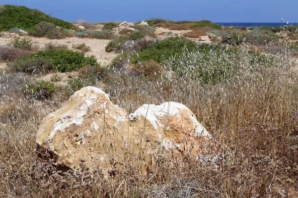Pietre Trovano Sulle Rive Del Mediterraneo Nel Nord Israele — Foto Stock
