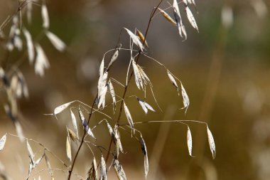 İsrail devletinin kuzeyinde kurak yaz aylarında doğa ve çiçek resimleri yakın 