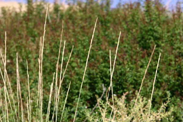 İsrail devletinin kuzeyinde kurak yaz aylarında doğa ve çiçek resimleri yakın 