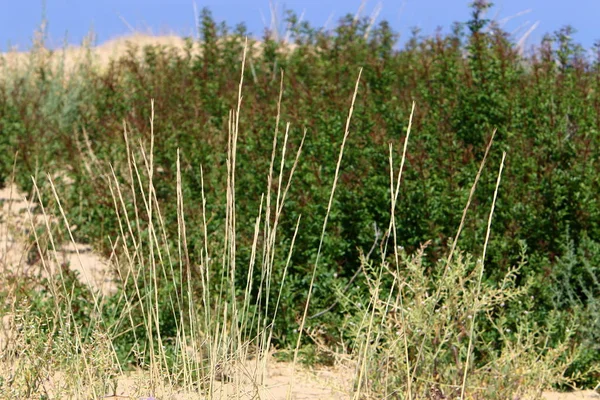 İsrail devletinin kuzeyinde kurak yaz aylarında doğa ve çiçek resimleri yakın 