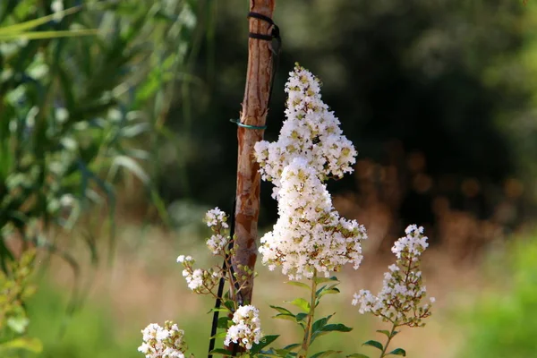 Fotografías Naturaleza Las Flores Verano Árido Cerca Norte Del Estado — Foto de Stock