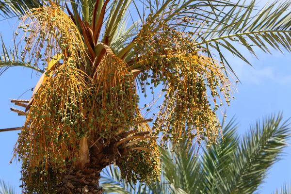 Imagens Natureza Flores Verão Árido Perto Norte Estado Israel — Fotografia de Stock