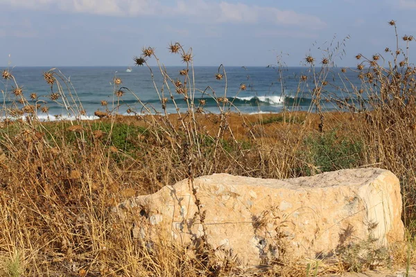 Imagens Natureza Flores Verão Árido Perto Norte Estado Israel — Fotografia de Stock