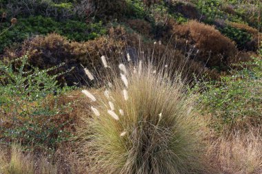 İsrail devletinin kuzeyinde kurak yaz aylarında doğa ve çiçek resimleri yakın 