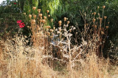 İsrail devletinin kuzeyinde kurak yaz aylarında doğa ve çiçek resimleri yakın 