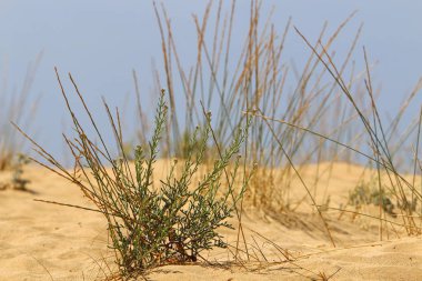 İsrail devletinin kuzeyinde kurak yaz aylarında doğa ve çiçek resimleri yakın 