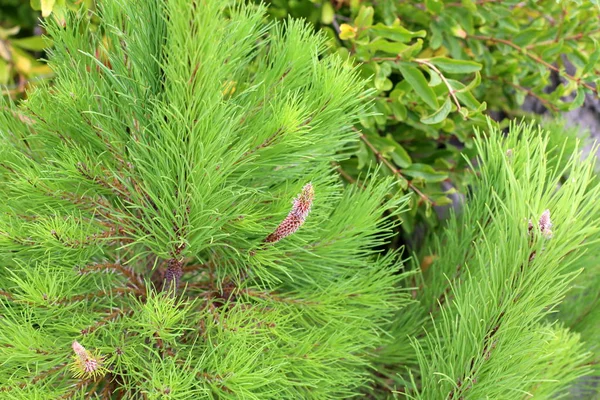 Foto Van Natuur Bloemen Droge Zomer Close Het Noorden Van — Stockfoto