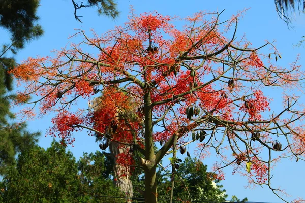 Immagini Natura Fiori Estate Arida Vicino Nel Nord Dello Stato — Foto Stock