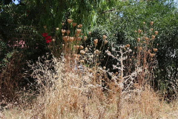 Zdjęcia Przyrody Kwiatów Suchych Lato Bliska Północnej Części Stanu Izrael — Zdjęcie stockowe