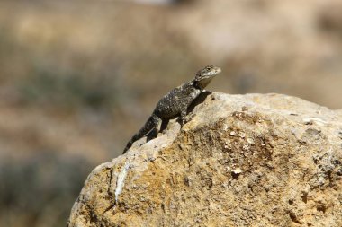 Bir kertenkele büyük bir kaya üzerinde oturur ve İsrail'de Akdeniz kıyılarında güneşin altında güneşlenir 