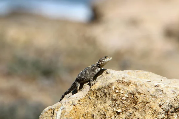 Lézard Est Assis Sur Grand Rocher Prélasse Sous Soleil Sur — Photo