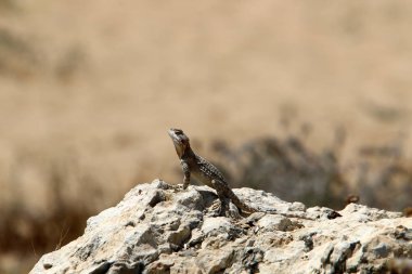 Bir kertenkele büyük bir kaya üzerinde oturur ve İsrail'de Akdeniz kıyılarında güneşin altında güneşlenir 