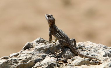 Bir kertenkele büyük bir kaya üzerinde oturur ve İsrail'de Akdeniz kıyılarında güneşin altında güneşlenir 