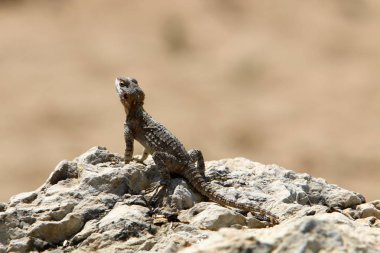 Bir kertenkele büyük bir kaya üzerinde oturur ve İsrail'de Akdeniz kıyılarında güneşin altında güneşlenir 