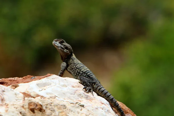 Lagarto Senta Sobre Uma Grande Rocha Banha Sob Sol Nas — Fotografia de Stock