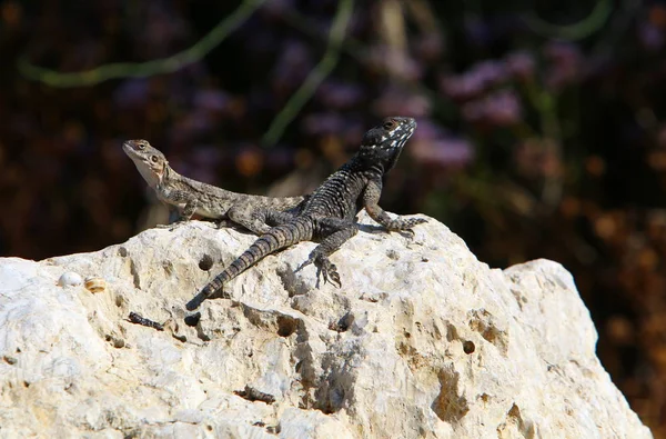도마뱀이 바위에 이스라엘의 지중해 기슭에 — 스톡 사진