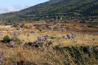 İsrail Devleti'nin kuzeyinde Akdeniz kıyısında bir şehir parkı çit 