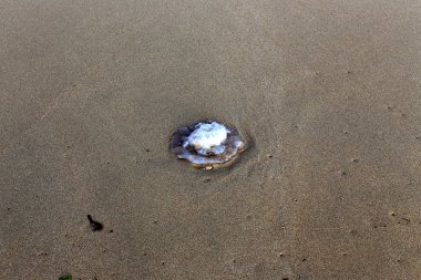 ıssız Kuzey İsrail'in Akdeniz kıyısında 