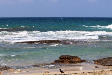 ıssız Kuzey İsrail'in Akdeniz kıyısında 