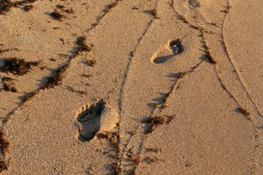 Israil eyaletinin kuzeyinde Akdeniz kıyısında sahilde kum ayak izleri 