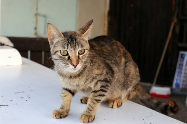 evcil kedi - yırtıcı hayvanların bir grup kedi ailesinin memeli 