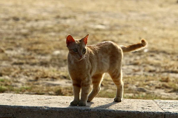 Tamkatt Däggdjur Kattfamiljen Grupp Rov Djur — Stockfoto