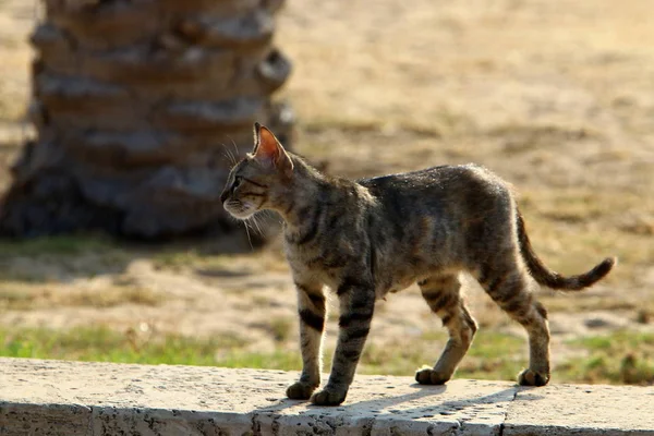 domestic cat - mammal of the cat family of a group of predatory animals