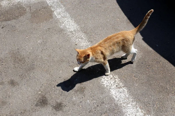 Gedomesticeerde Kat Zoogdier Van Familie Van Kat Van Een Groep — Stockfoto