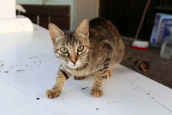 Kucing Domestik Mamalia Dari Keluarga Kucing Dari Sekelompok Hewan Predator — Stok Foto