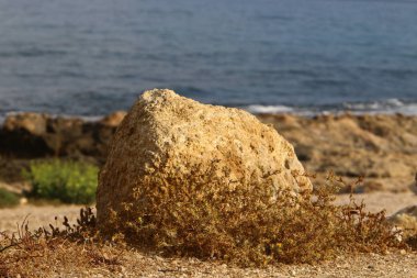taşlar İsrail devletinin kuzeyinde Akdeniz kıyısında bir parkta yalan 