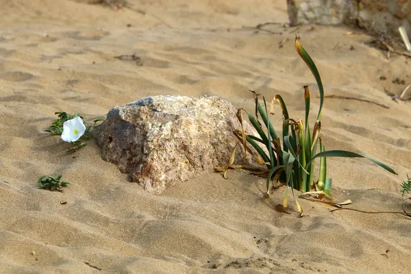 taşlar İsrail devletinin kuzeyinde Akdeniz kıyısında bir parkta yalan 