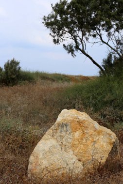 taşlar İsrail devletinin kuzeyinde Akdeniz kıyısında bir parkta yalan 