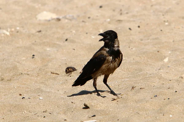 Corvo Cinza Procura Comida Praia Mar Mediterrâneo — Fotografia de Stock