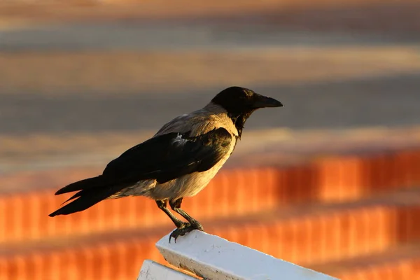 Gray Crow Looking Food Beach Mediterranean Sea — Stock Photo, Image