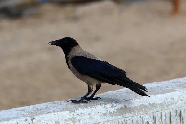 Gray Crow Looking Food Beach Mediterranean Sea — Stock Photo, Image