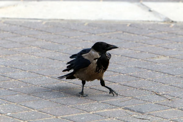 Gray Crow Looking Food Beach Mediterranean Sea — Stock Photo, Image