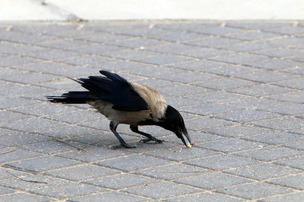 Gray Crow Looking Food Beach Mediterranean Sea — Stock Photo, Image