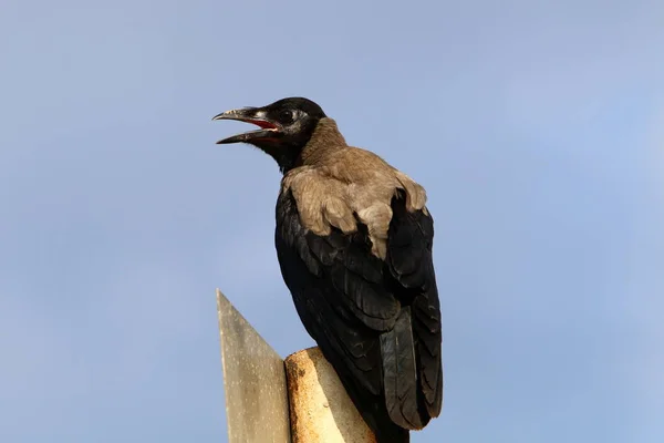 Gray Crow Looking Food Beach Mediterranean Sea — стоковое фото