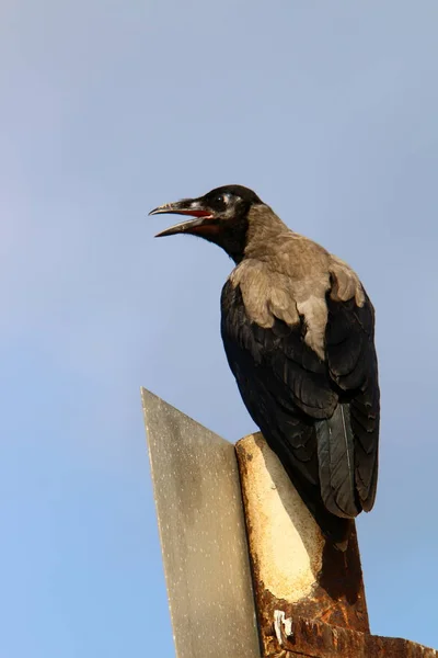 Gray Crow Looking Food Beach Mediterranean Sea — Stock Photo, Image